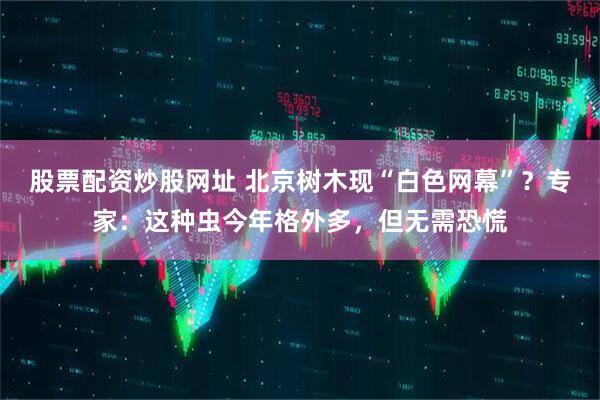 股票配资炒股网址 北京树木现“白色网幕”?专家:这种虫今年格外多,但无需恐慌